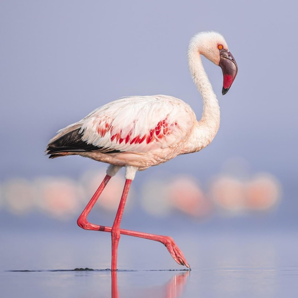 AardowolfA's tweet photo. Fabulous! 🦩🦩

If you like birds, then you'll love Lake Nakuru - it plays host to millions of colourful greater and lesser flamingos.

#Flamingo #Flamingos #Fabulous #Pink #Sopink #Lakenakuru #Kenya #Kenyasafari #Explorekenya #Luxurykenya #Greatriftvalley #luxurytravel https://t.co/VFO2TkChjs