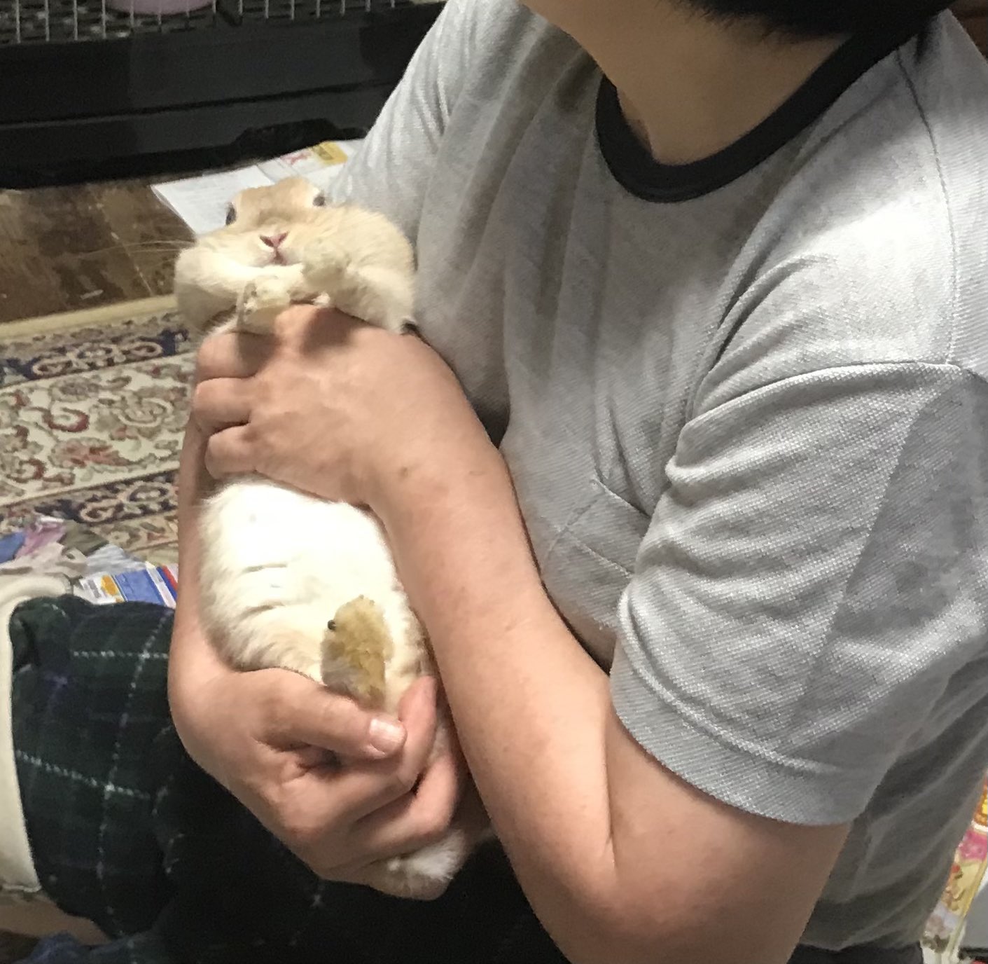 凶暴男 妻のこの抱き方 動物虐待 では うさぎ ネザーランドドワーフ うさぎのいる暮らし T Co Pg8pomhuye Twitter