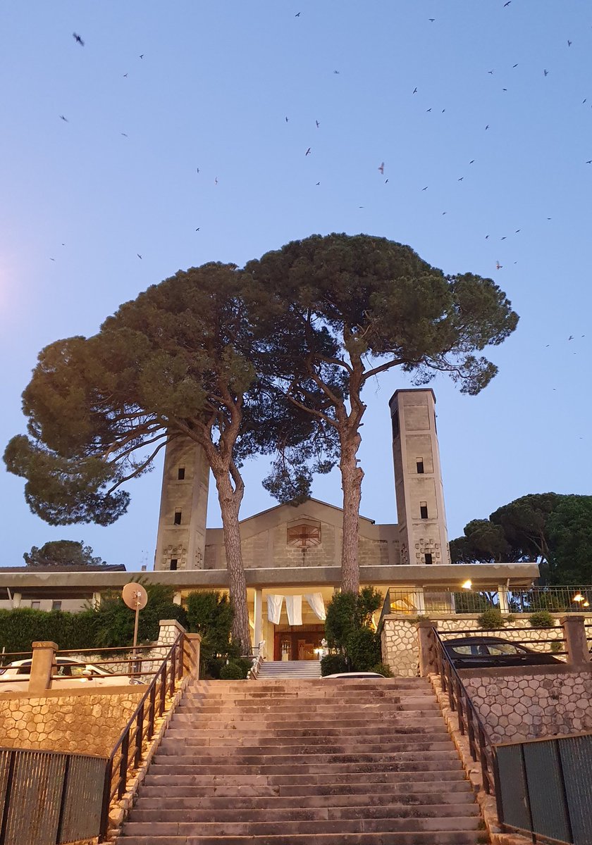 These two trees in #Matera host hundreds of lesser kestrels (mainly males) every night during the breeding season.
They should be recognised as protect areas.
#raptor #conservation