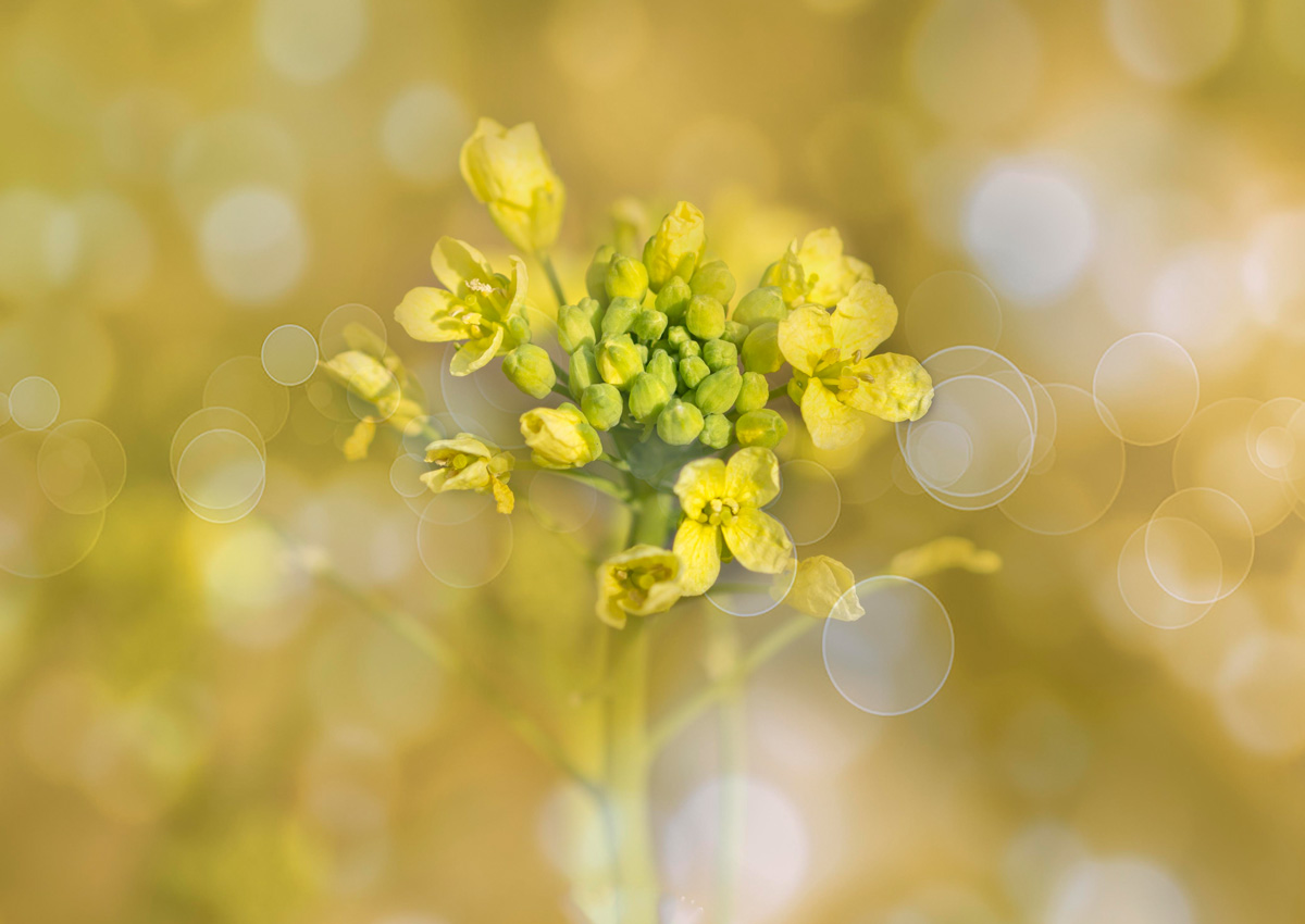 ISAAA Inc. tweet media