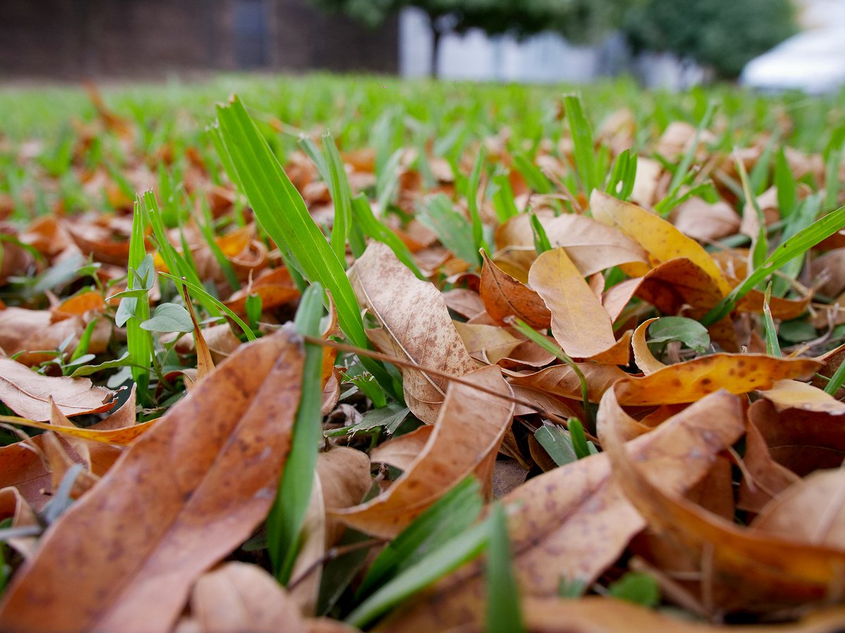 iifa_chaco's tweet photo. 🤔 Sabías que es ❓
En #Otoño, árboles, arbustos y plantas de todo tipo, se alimentan de la descomposición de las hojas secas que nutren el suelo y de toda la actividad de seres que se desarrollan y viven en esta cobertura. 

#BuenLunes #BuenaSemana https://t.co/n39jzOuBDs