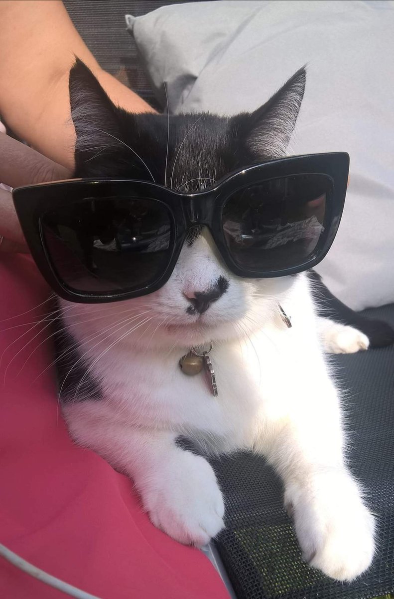jo_davies10's tweet photo. The best boy ever ❤️ My #FatCharlie.. . 2 years since you passed and you are so missed, darling 😻 There will never be another ❤️
#FatCharlie #AdoptDontShop #CatsOfTwitter #catslife #CatsOnTwitter https://t.co/rZhyrchcsX