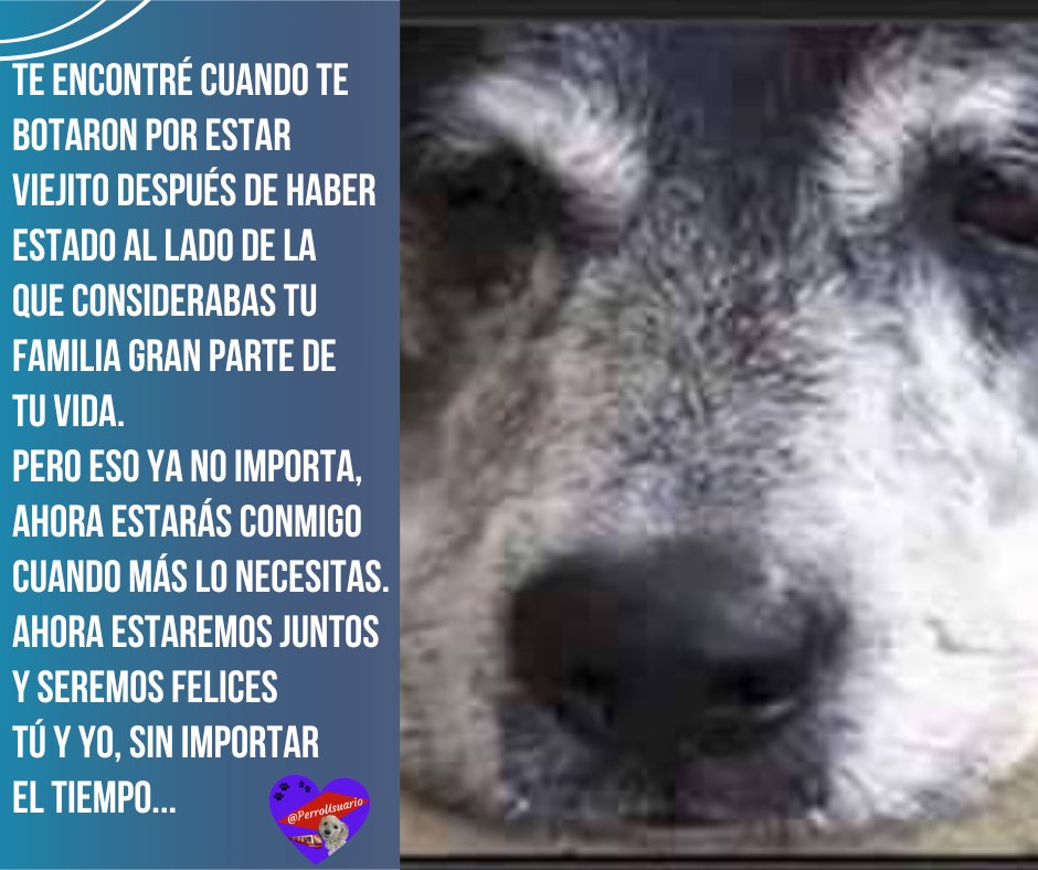 PerroUsuario's tweet photo. Porque no se cuentan los años, sino el amor que se comparte. Ellos también pueden hacerte feliz. #ADOPTA un 🐕 adulto https://t.co/kcvrXQzSQ2
