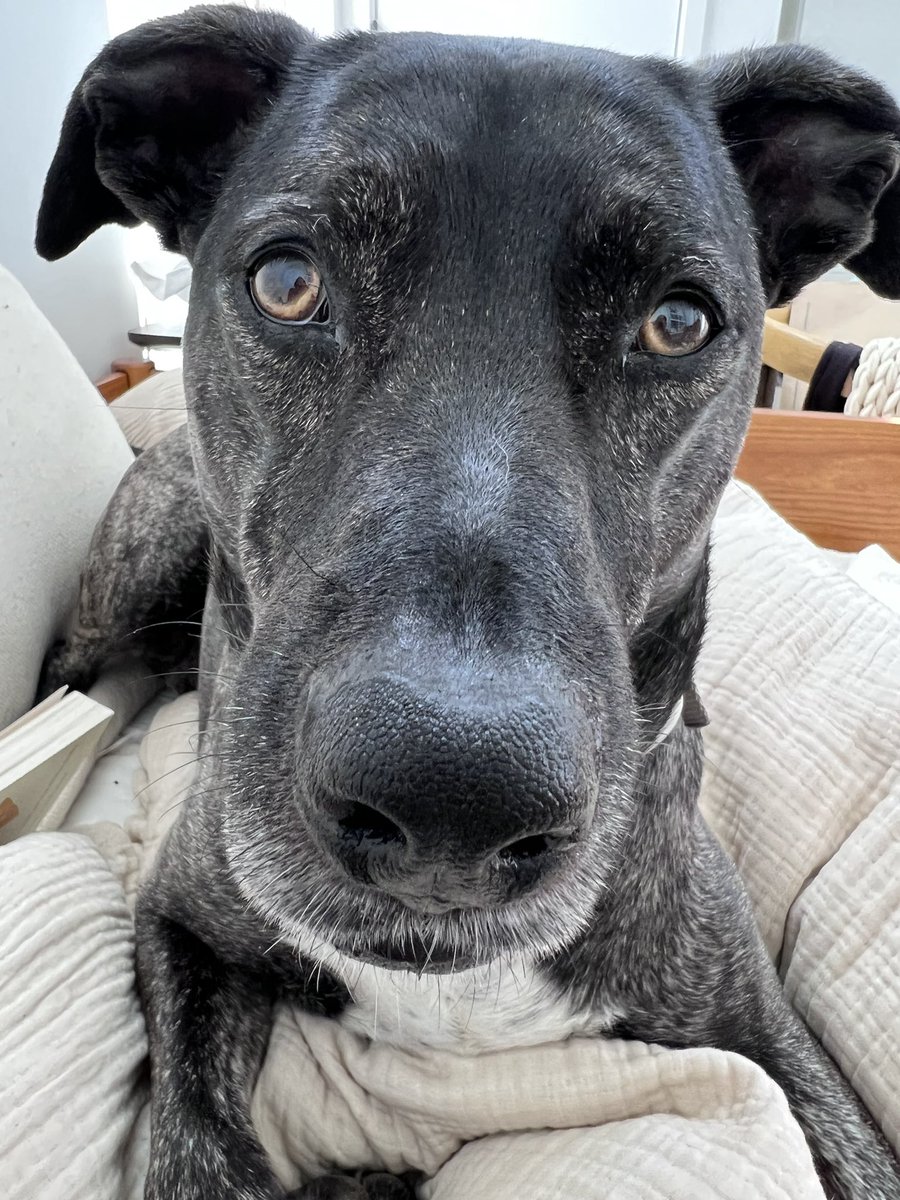 Juniper Bear and the Couch Potatoes tweet media