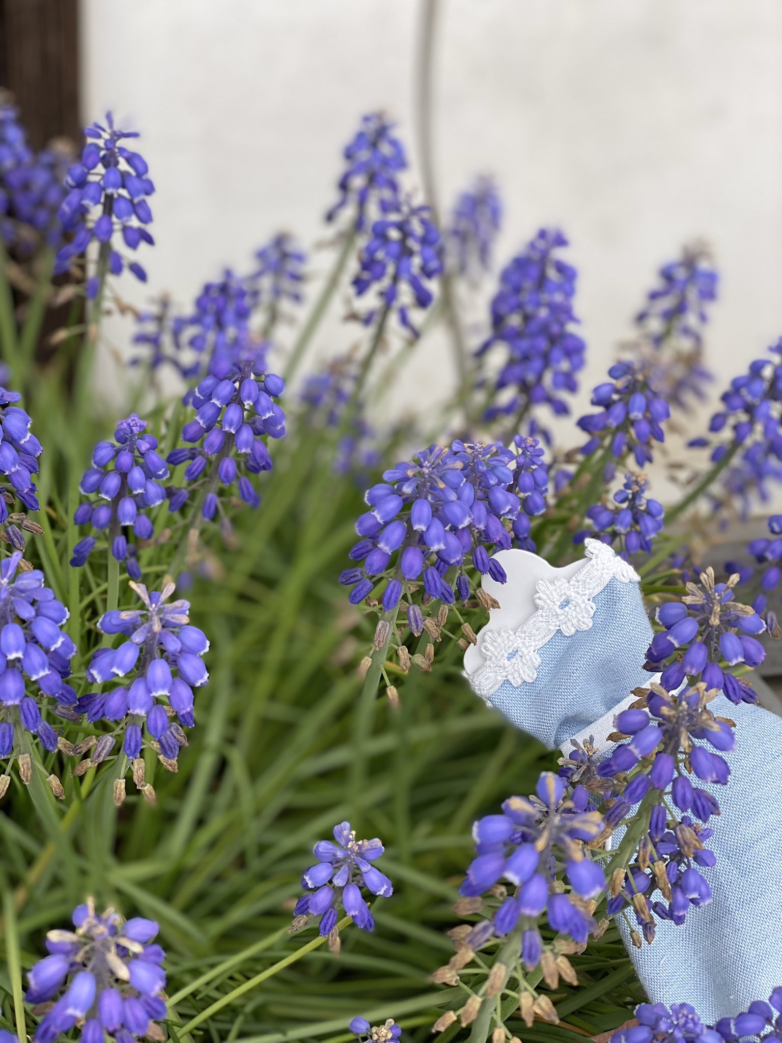 ローズプードル おはようございます Rose Poodleです 桐生市 は です 6月6日の 誕生花 は ペンステモン 花言葉 は あなたに見とれています 美しい花の姿が花言葉の由来です 色の種類も様々で見ていて和む花です 企業公式が毎朝地元