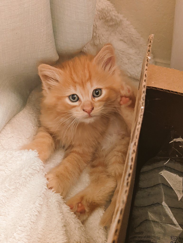 CallASavepoint's tweet photo. #NewMascotAlert https://t.co/vfF7Ud2Yey