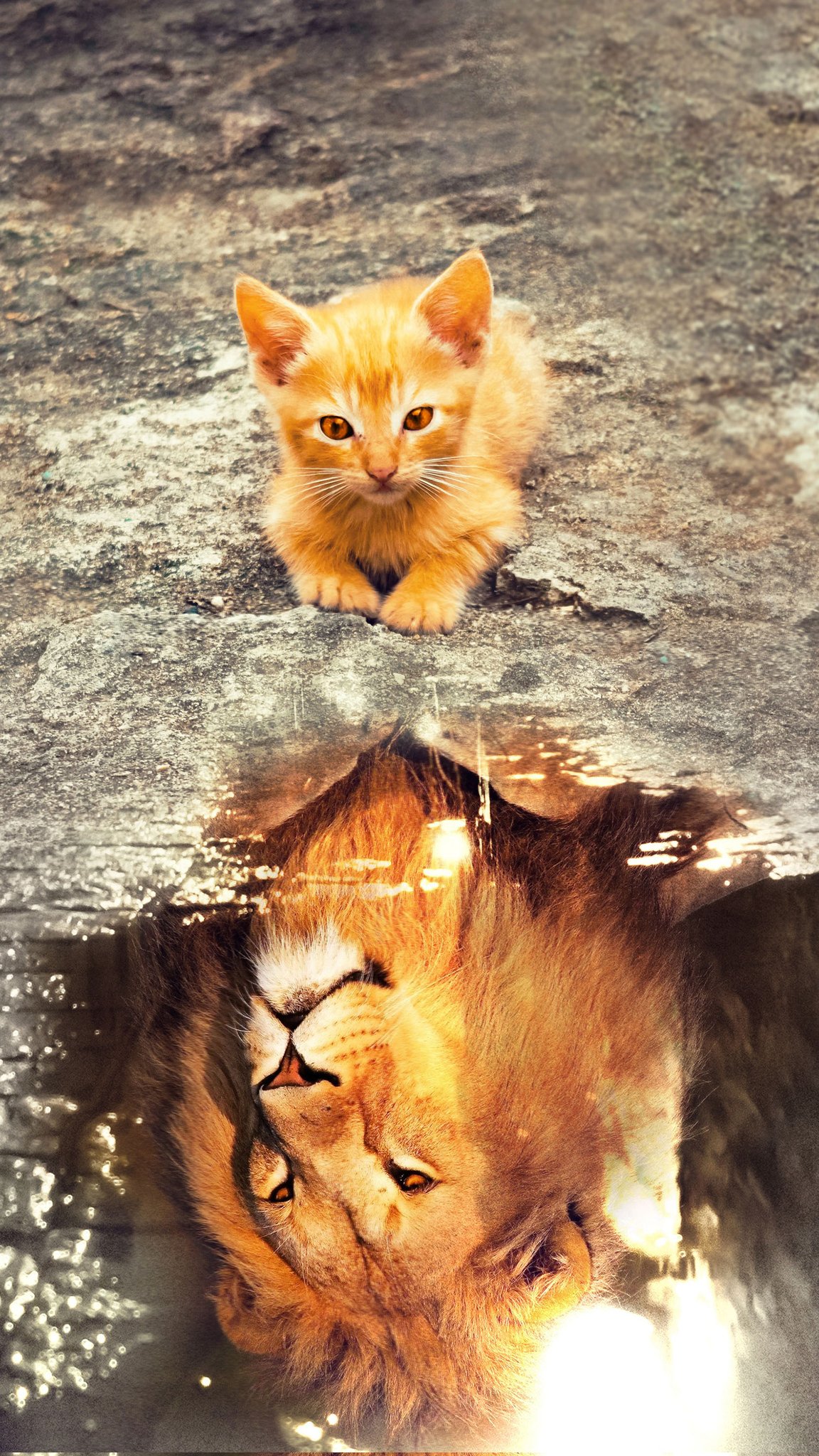 Котята львов