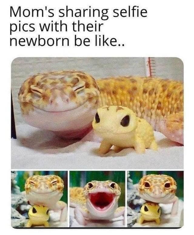 Respectful Memes tweet media