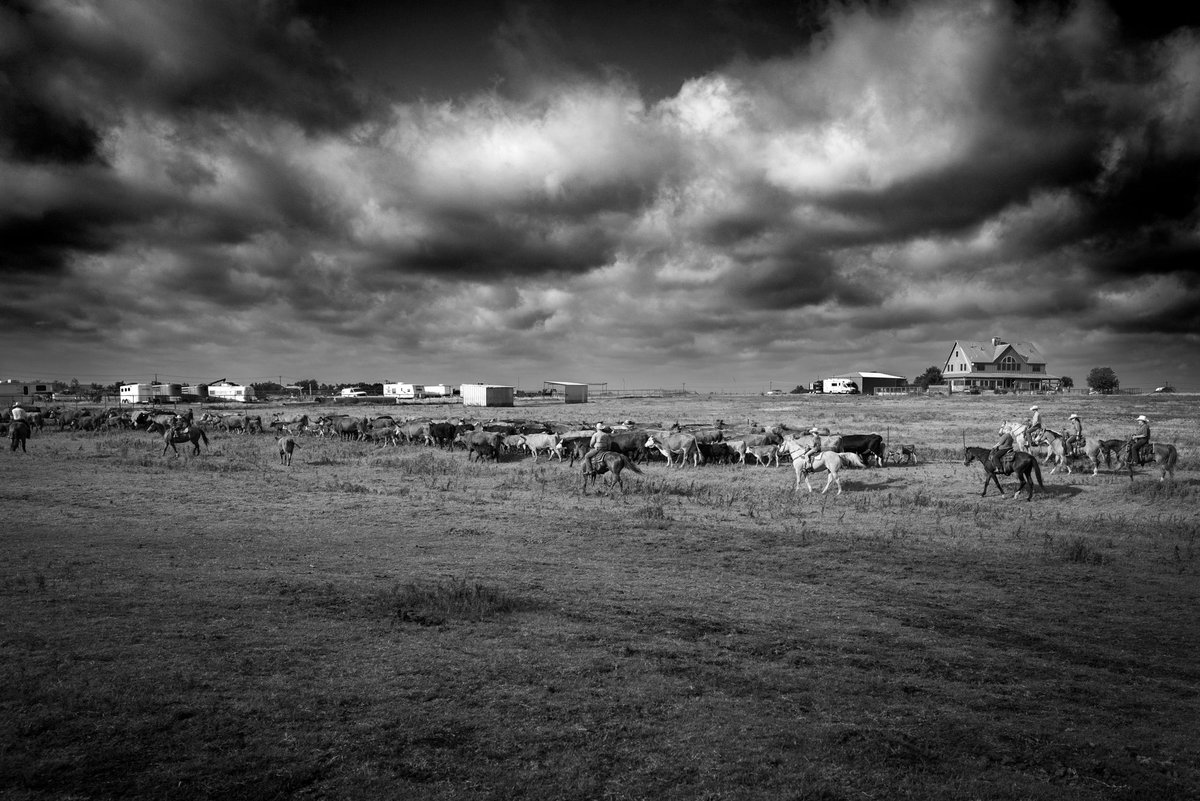 Cattle drive. TX, 2022. 
<a href="/LeicaCameraUSA/">Leica Camera USA</a> 

#blackandwhitephotography 
#Documentary 
#leicaq2
#leica