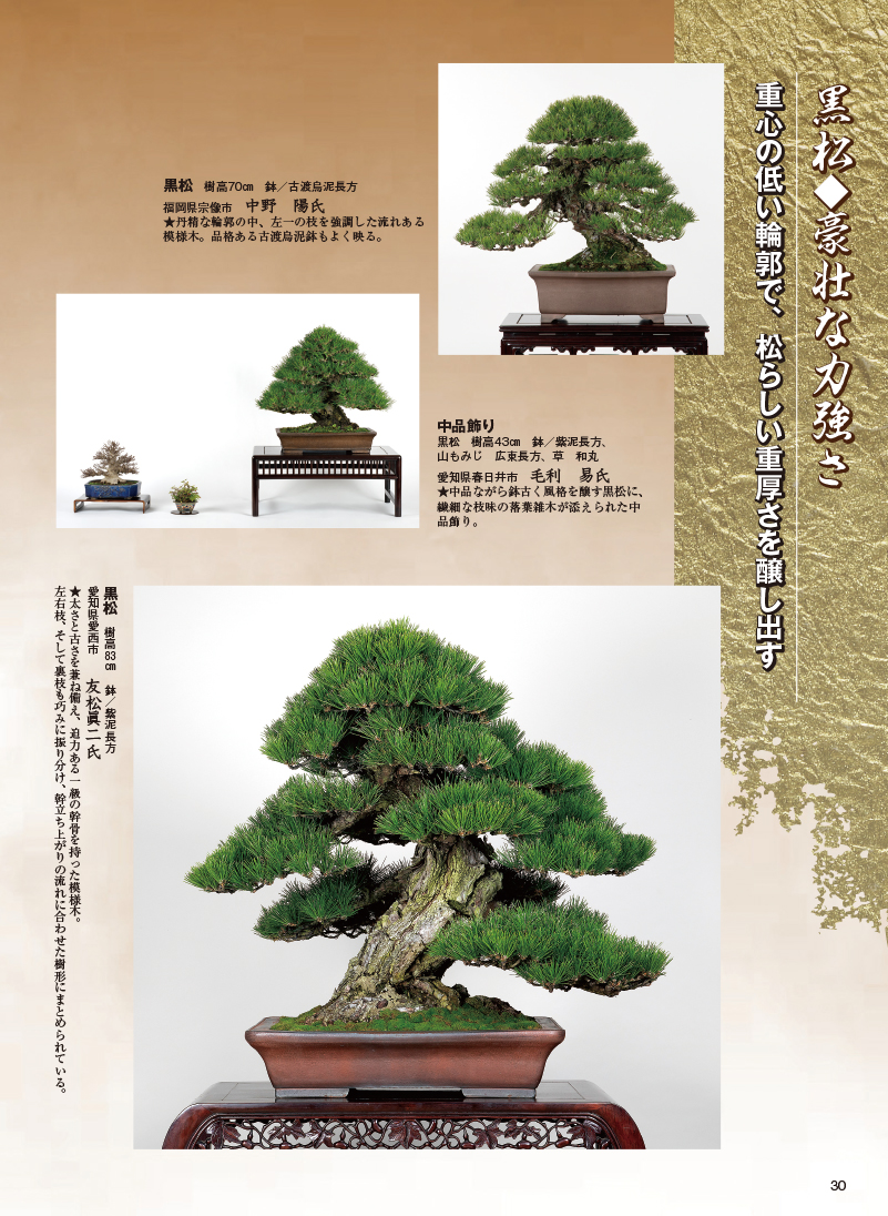 赤松 中品 逸品 特別な逸品！山木 山採り 赤松 推定数百年 ジン