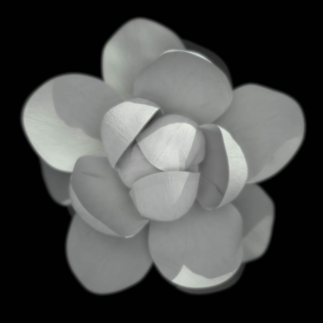 testes_twit's tweet photo. magnolia for https://t.co/QJR5r7jLso
#Magnolia #3dart https://t.co/D8aNm8V8NJ