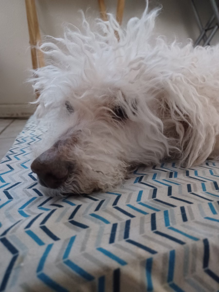 I feel kind of lonely and haven't been getting more frens lately, can you help me get to 2000 friends by retweeting? I'd appreciate that ❤️ 🐕 🐾 

#DogsofTwittter