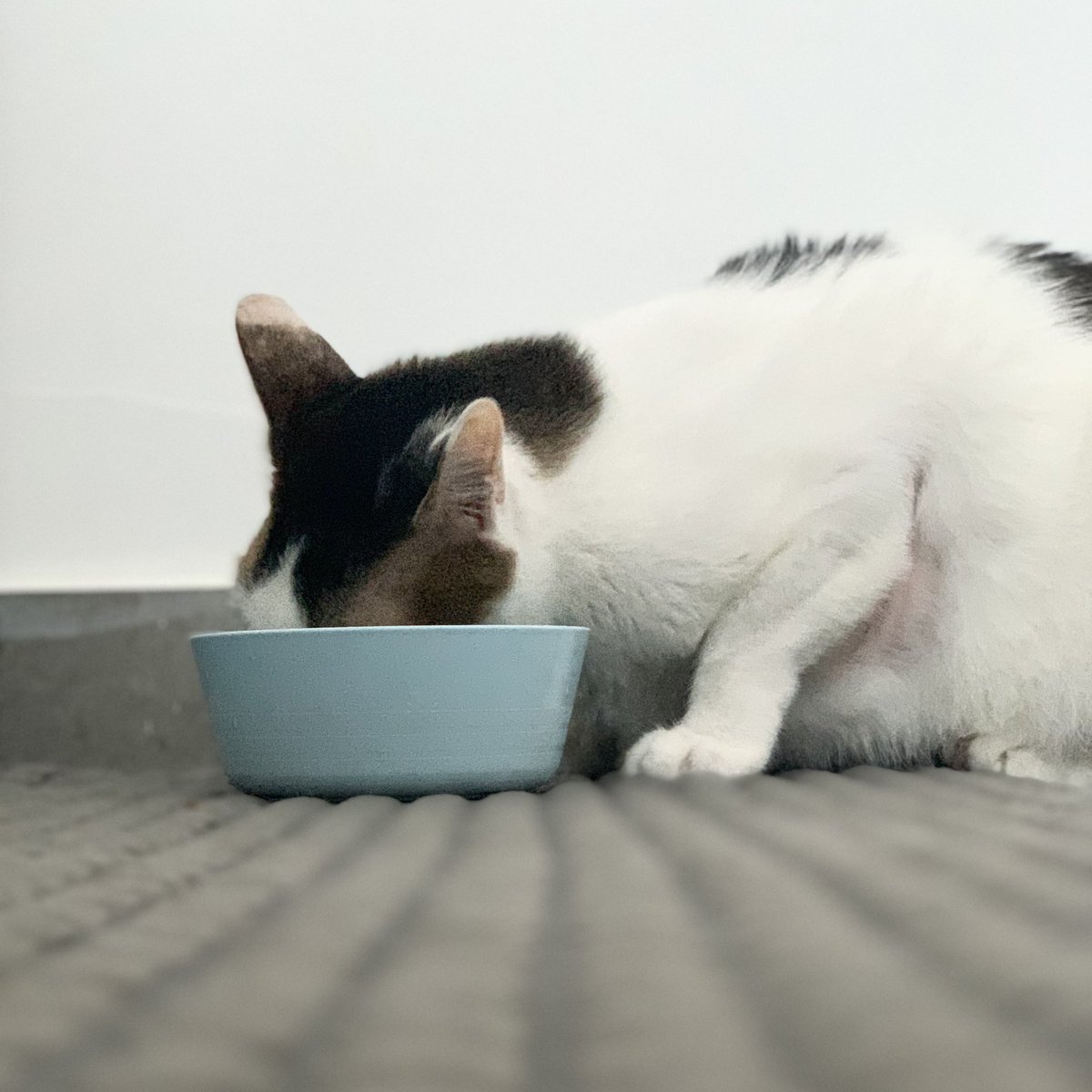 picothemanjacat's tweet photo. Minez, minez, all minez #CatsOfTwitter #catsofbooksactually https://t.co/jpOnELKUHI