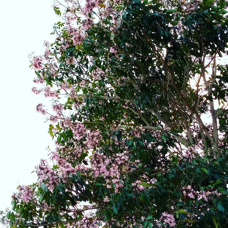 fot_1507's tweet image. ¡Hey! Siempre diré que el rosa y las flores son el uno para el otro.