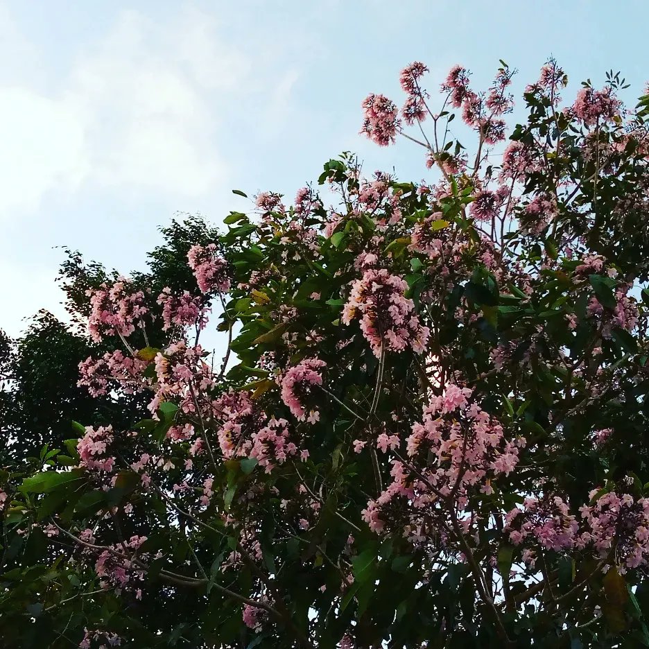 fot_1507's tweet image. ¡Hey! Siempre diré que el rosa y las flores son el uno para el otro.