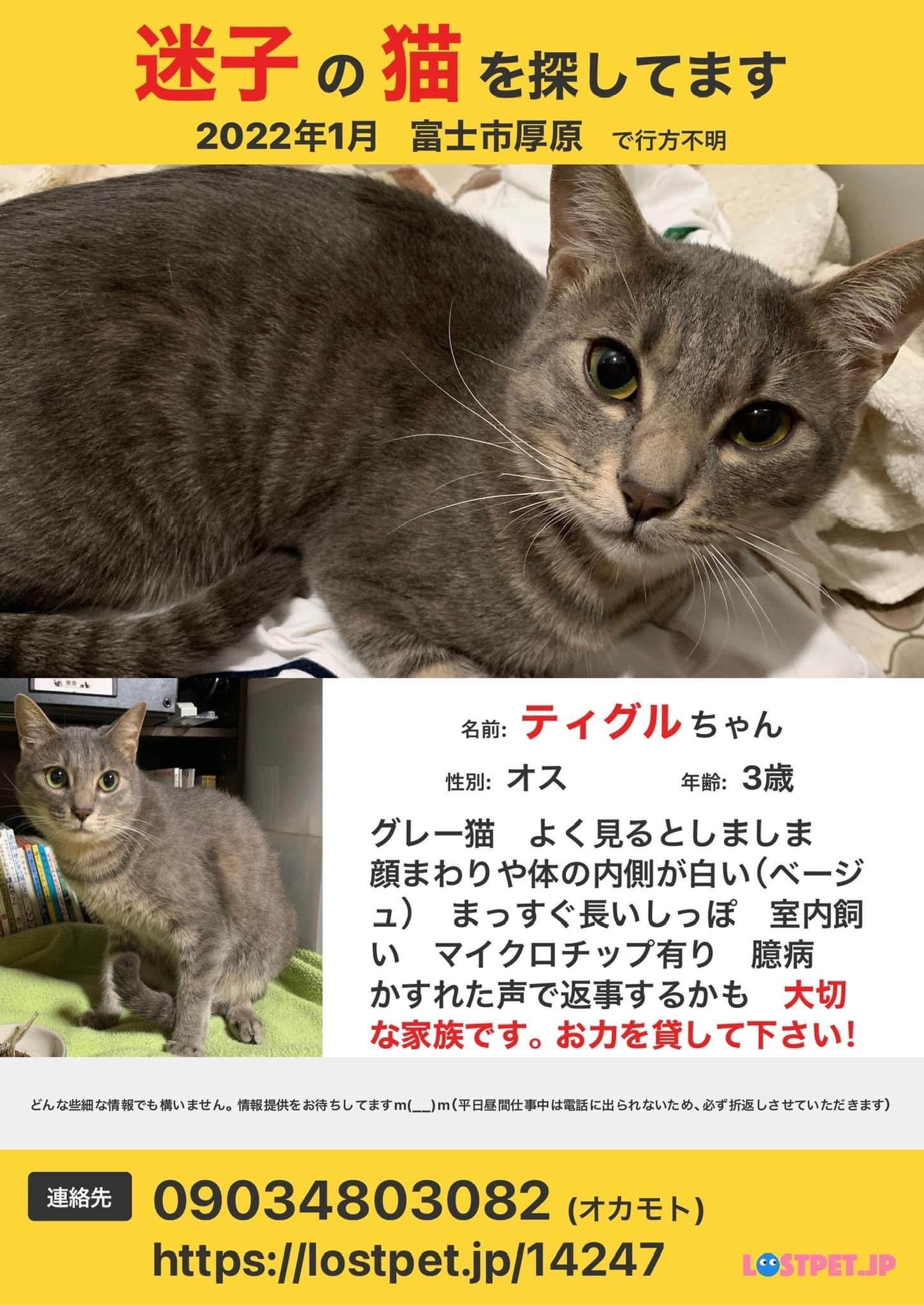 ぶんた 迷子猫帰ってきました Bunta Maigo Cat Twitter
