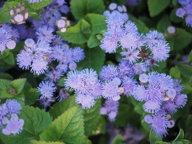 Tweets With Replies By フラコレ 公式 日比谷花壇のお花の頒布会 Flower Coll Twitter