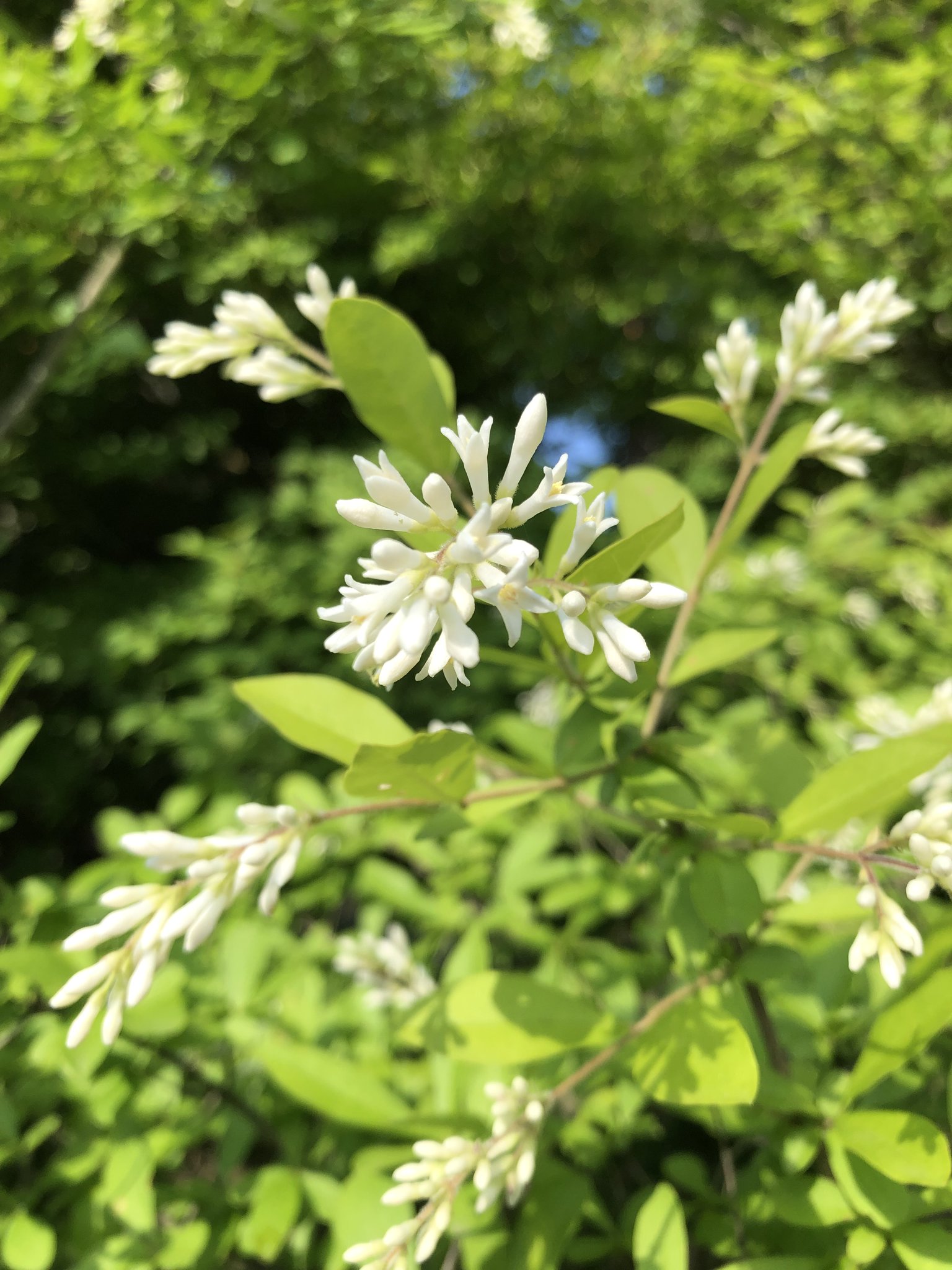 haie de troène jardin jeunes troènes-sacs-jute-prêts-plantation