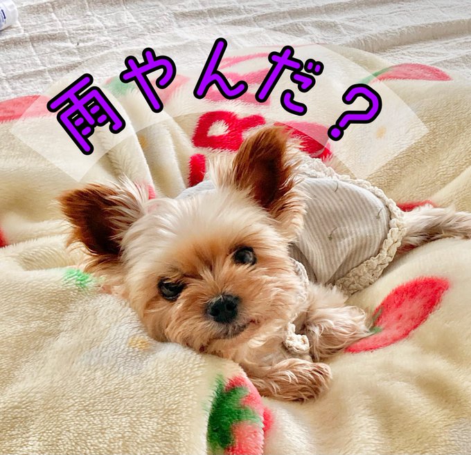 犬好き 高画質 のtwitterイラスト検索結果 犬好き 高画質 のtwitterイラスト検索結果
