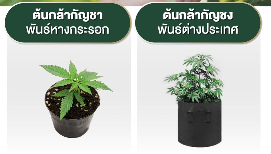 Thip_ThaiPBS's tweet photo. ฉลองปลดล็อกกัญชา เปิดจองต้นกล้ากัญชาพร้อมชุดปลูก ชุดละ 890 ส่วนกัญชงชุดละ 990
หากสนใจเฉพาะต้นกล้ากัญชา ราคาต้นละ 90 บาท และต้นกล้ากัญชง 190 บาทเท่านั้น  จองได้ที่ https://t.co/5vRFLBzYw5 หรือ โทร 1608 กด 9  #ปลดล็อคกัญชา #กัญชา https://t.co/RNOrwpjDZw