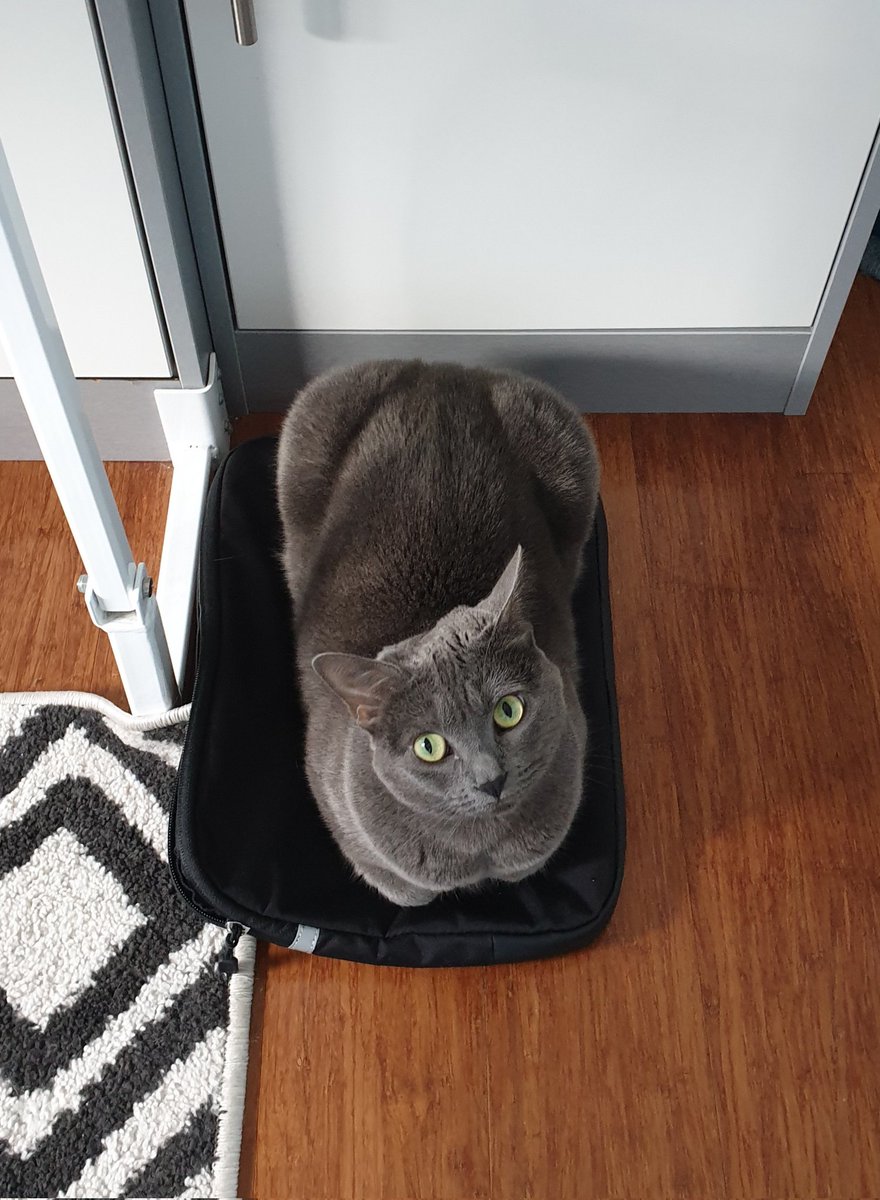 SisDrSq's tweet photo. @Explanimals Laptop sleeve also works well
#CatSquare #IfIFitsISits #InnerSquare #CatsOnTwitter https://t.co/tTie5jrSLU