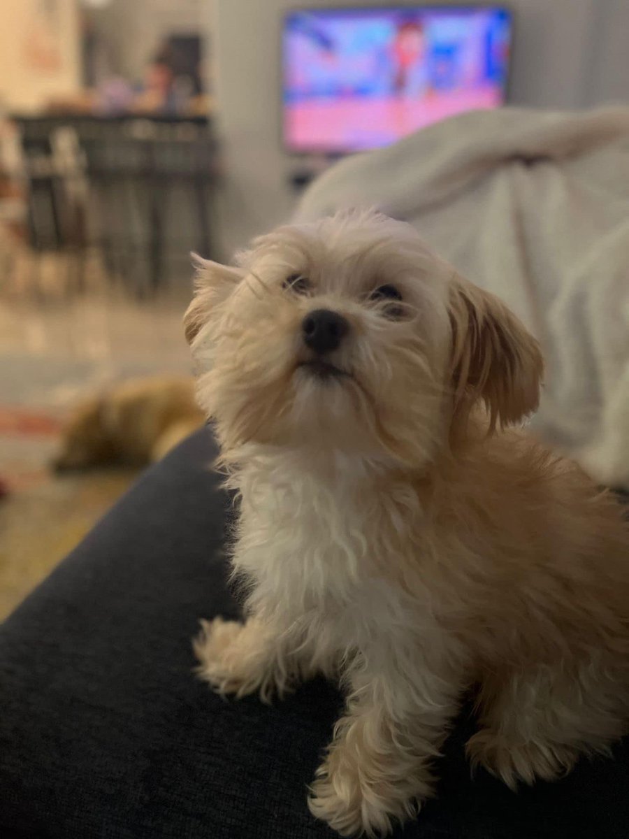 Rest In Peace my little boy. Feel so broken right now.