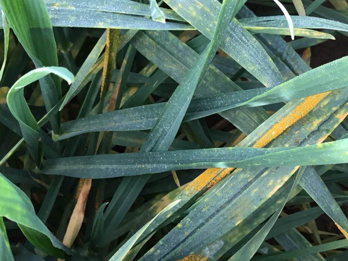 Rust reports coming in.....
Usual suspects in wheat aka Bennett &amp; Wedgetail but also in OATS with Crown rust.... get out there &amp; have a look🧐, if concerned contact @NSWDPI_AGRONOMY &amp; send samples to <a href="/PbiCobbitty/">PBI Cobbitty, University of Sydney</a> 👍👍👍

<a href="/s_simpfendorfer/">Steven Simpfendorfer</a> <a href="/BradBaxter1985/">Brad Baxter</a> #pathologyisfun