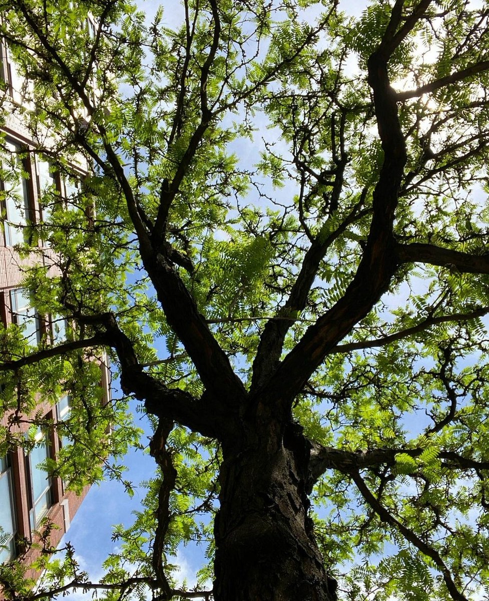 Piano_Joe's tweet photo. #treeinbloom in #brooklynny https://t.co/KZabwFT6G2