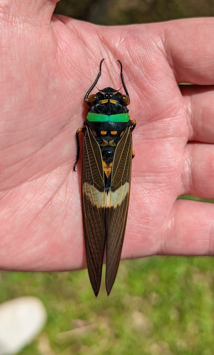 Borneo Wild Insects on X