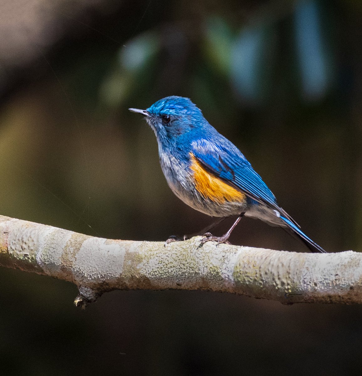 Himalayan Bluetail (Orange-flanked Bush-Robin)
#indiaves #thephotohour #BBCWildlifePOTD #TwitterNatureCommunity #birdphotography #birdplanet #BirdsSeenIn2022