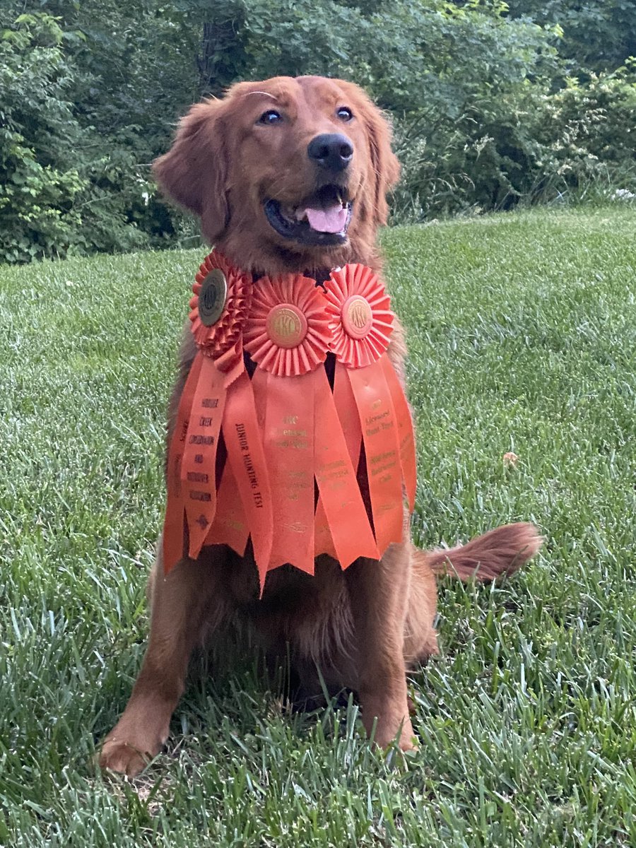 PaulaHawle's tweet photo. Roxy with AKC JR Hunt runs 2 and 3 under her belt. One more to go! Thank you Stuart and Tammy from Sandy Creek Farm Retrievers for your expertise! #GRC #GoldenRetrievers https://t.co/pcRZAPi3WI