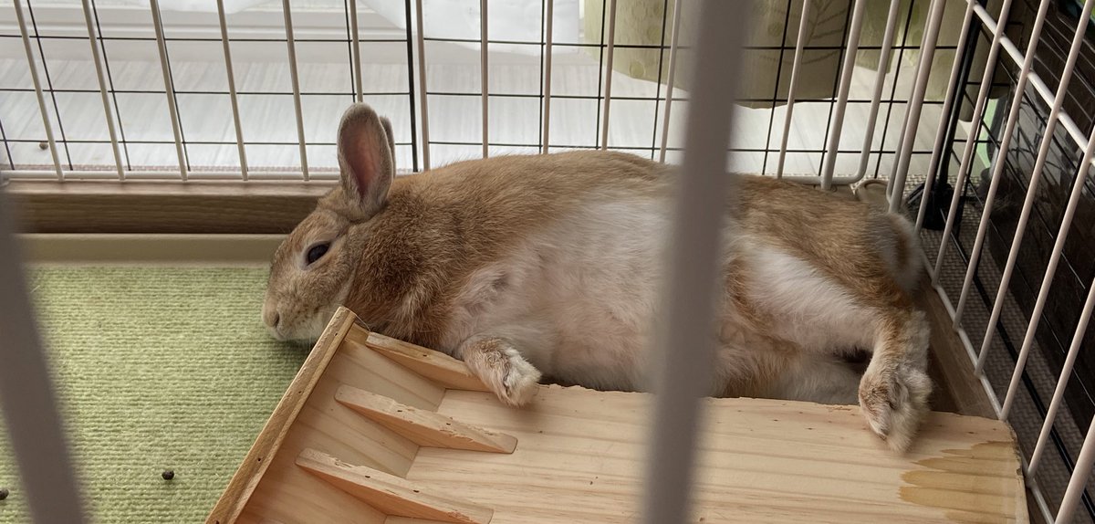 久々につぶやきます🍀
はづき🐰も飼い主も元気です💖
みなさんは、元気ですか❓✨

関東甲信越住みの方々〜🙋‍♀️
梅雨に入りましたね☔️
洗濯物が乾きにくいジメジメした季節になりますが、綺麗な紫陽花でも見てマイペースに気分を上げていきましょ〜☺️
↓雨が降ると眠くなりますよね💕🐰💤