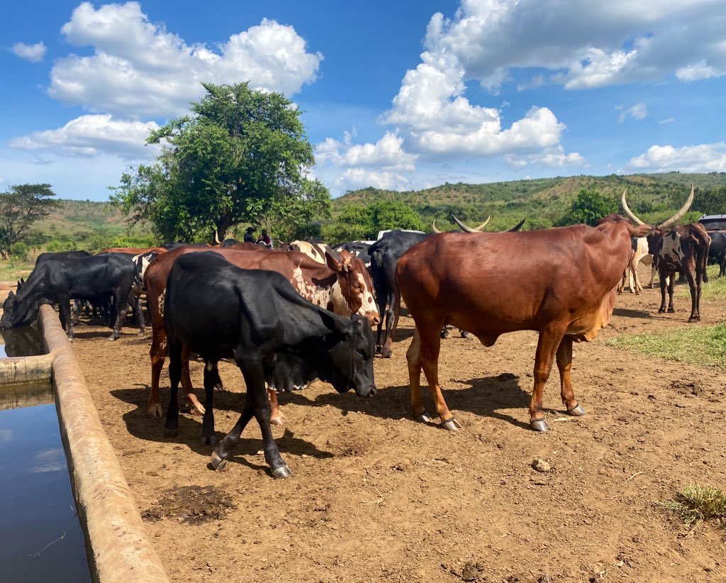 Pam wa Mudakikwa (@pmudakikwa) on Twitter photo Recap of the Day:
#MenyaKayonza #KnowKayonza
What you need to know about <a href="/KayonzaDistrict/">Kayonza District</a>
☕️Coffee
💵Investment & business opportunities
🏦Mount Meru Soyco Ltd (soap & cooking oil)
🌾🐄advanced agriculture & livestock (valley dams/tanks, chili farming, technology-solar energy) Recap of the Day:
#MenyaKayonza #KnowKayonza
What you need to know about <a href="/KayonzaDistrict/">Kayonza District</a>
☕️Coffee
💵Investment & business opportunities
🏦Mount Meru Soyco Ltd (soap & cooking oil)
🌾🐄advanced agriculture & livestock (valley dams/tanks, chili farming, technology-solar energy)