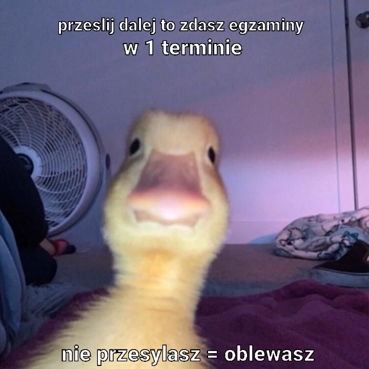 topwikaa's tweet image. ja jestem w totalnej dupie ze wszystkim i nie wiem jak ja to wszystko zdam
liczę na cud oraz takie obrazki 
#studia2022