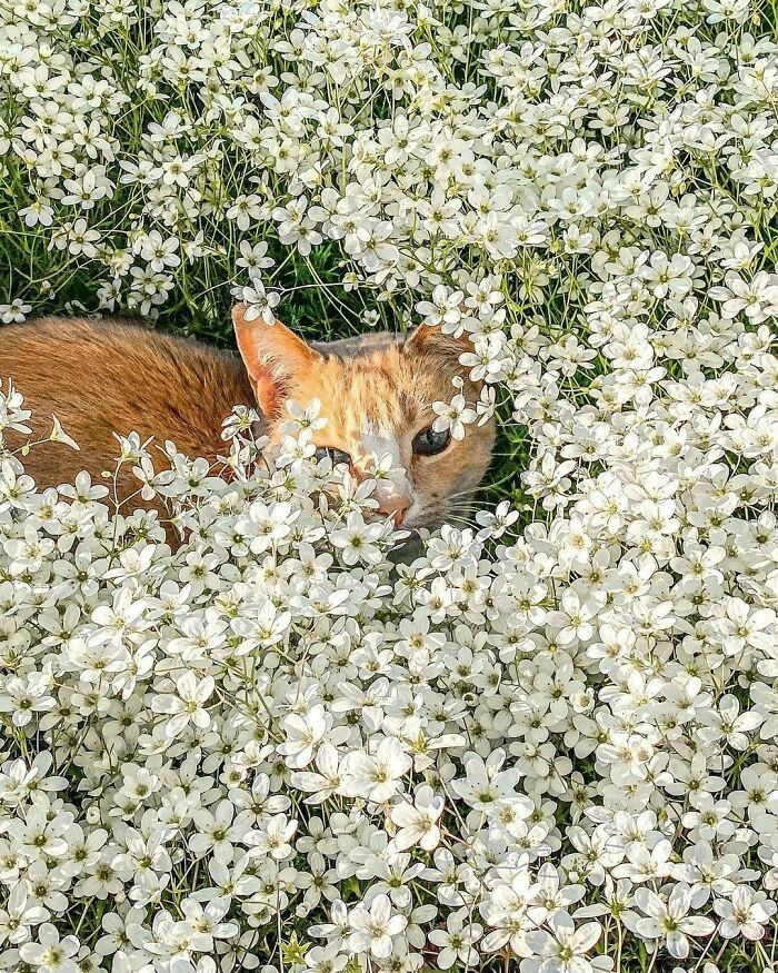 catra_strophic's tweet photo. @ThatOneClone1 

*Sends cat picture in the most proud momma style*

"I took him out on a walk" https://t.co/XjByqYR2mR