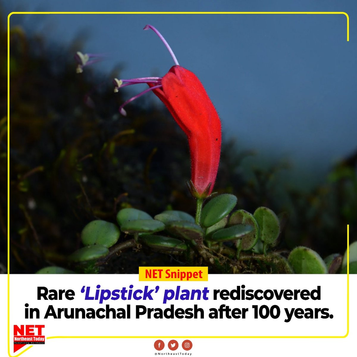 NortheastToday's tweet photo. #ArunachalPradesh | Researchers at the Botanical Survey of India (BSI) have rediscovered a rare plant, which is sometimes called the ‘Indian lipstick plant’, from remote Anjaw district in Arunachal Pradesh after more than a century. https://t.co/YoxBpgIaow