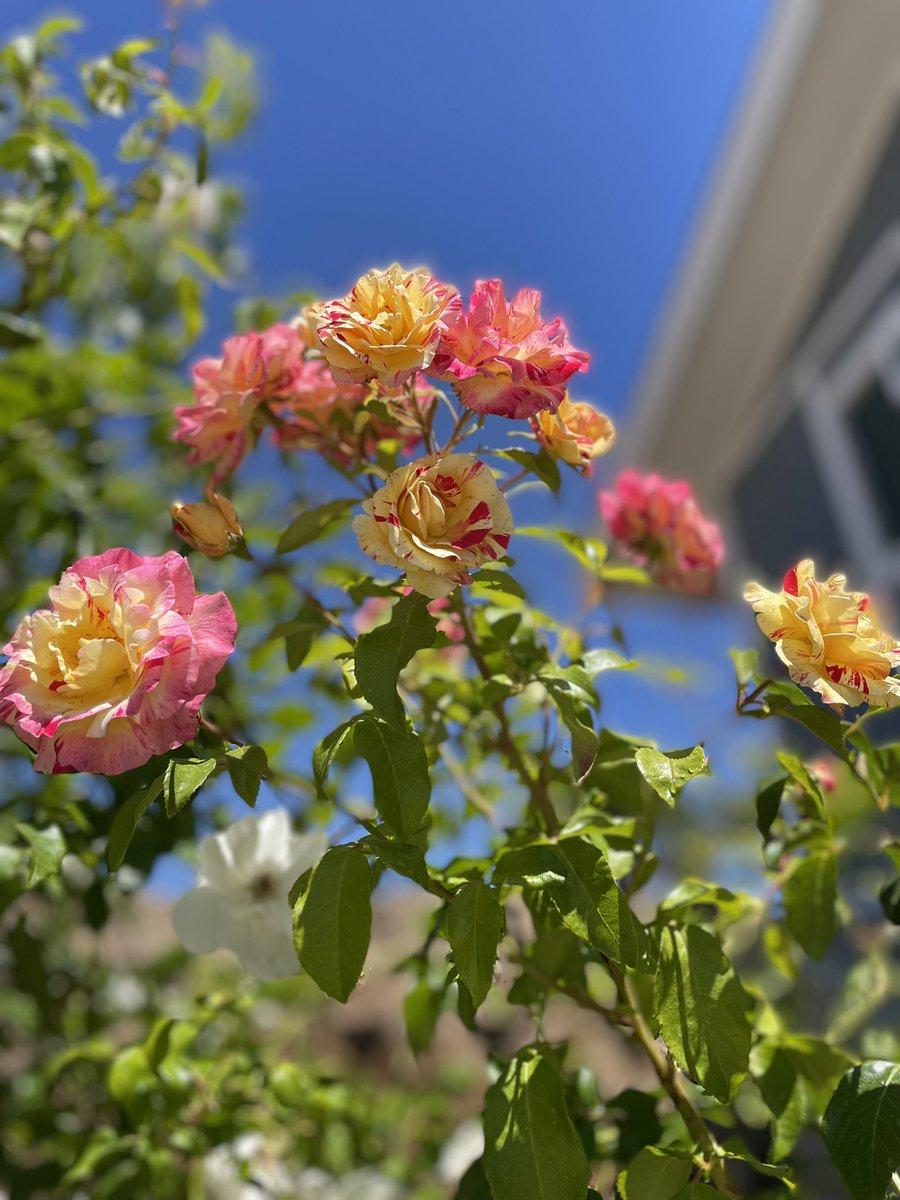 #roses