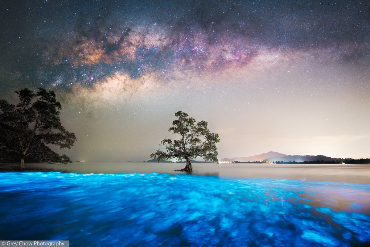 Grey Chow tweet media