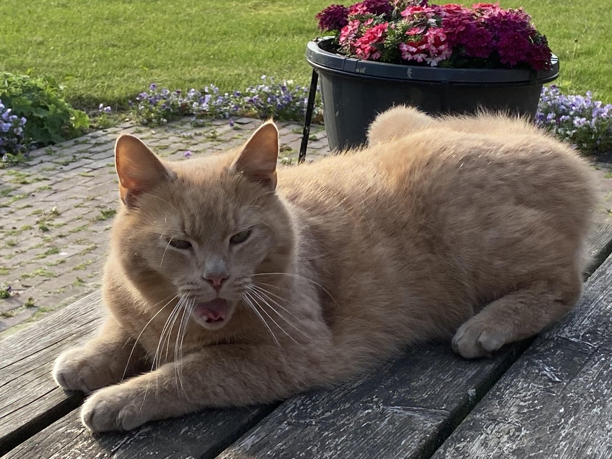 biancabosma's tweet photo. Onze kater Tommy wordt sinds zaterdag 4 juni vermist. Omgeving Leutingewolde
https://t.co/lAaJEuFBct https://t.co/6hD6UwowxU