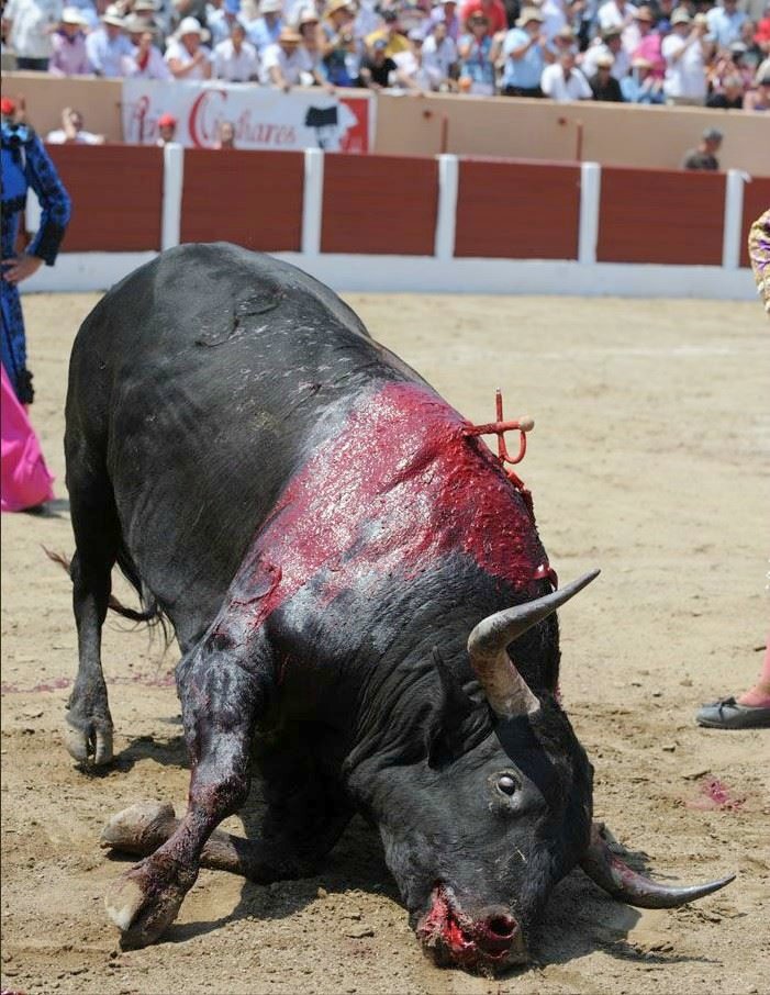 LigueDesAnimaux's tweet photo. ❌ L’actrice Carole Bouquet était présente à la corrida de Nîmes ce week-end. 

Elle figure donc parmi la liste des people cautionnant la cruauté envers les animaux. La corrida doit être abolie. 

📢 La torture n'est pas une culture ! 

#StopCorrida https://t.co/xbKzycPSR6