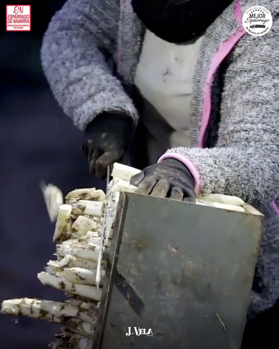 Una vez que el espárrago de Navarra es extraído de la tierra, se iguala su longitud. 
El corte se realiza en el cajón en la misma huerta, esto facilita su trasporte, la clasificación por calibres y el posterior procesado en fábrica. 

#JVela #Mendavia #Navarra #EsparragoDeNavarra