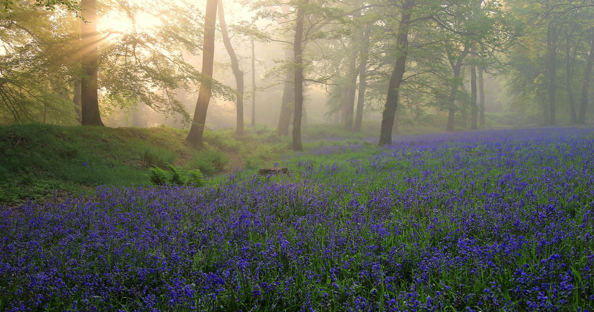 BBC Springwatch on Twitter: