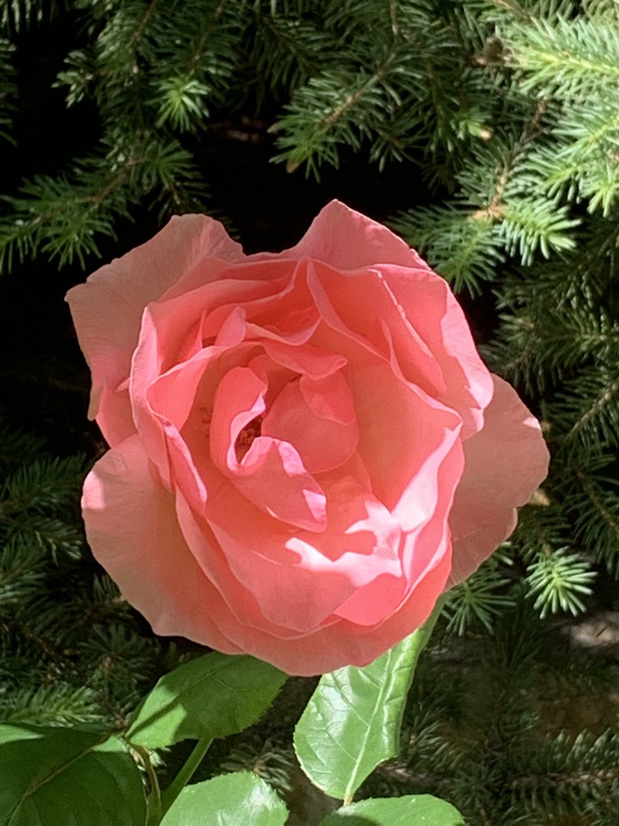 LMBotanique's tweet photo. Like a Rose https://t.co/Sr7FpT9SZa #poetry https://t.co/Es2HlFOAM4