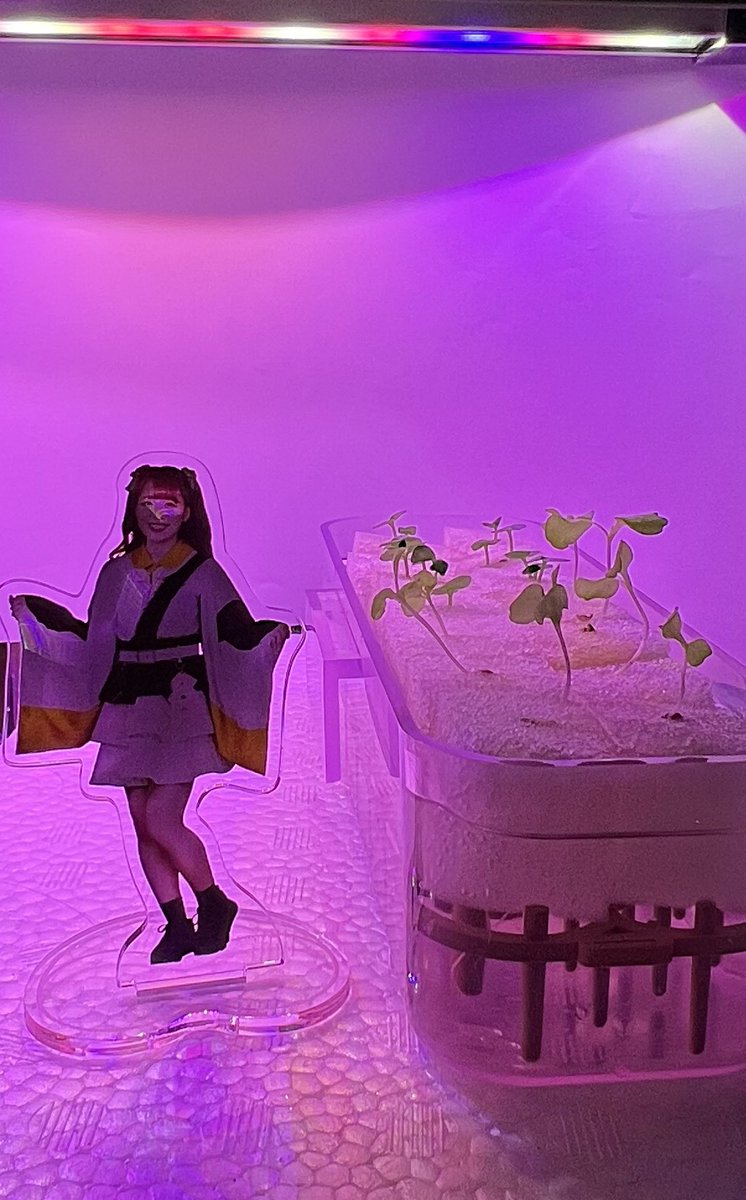 Makky04220422's tweet photo. こはるちゃん!
リーフレタスとバジルだよ!!!
生焼けピンクですね!!!!!!
#子ハムファーム
#livingfarm https://t.co/9DTLzr14LZ