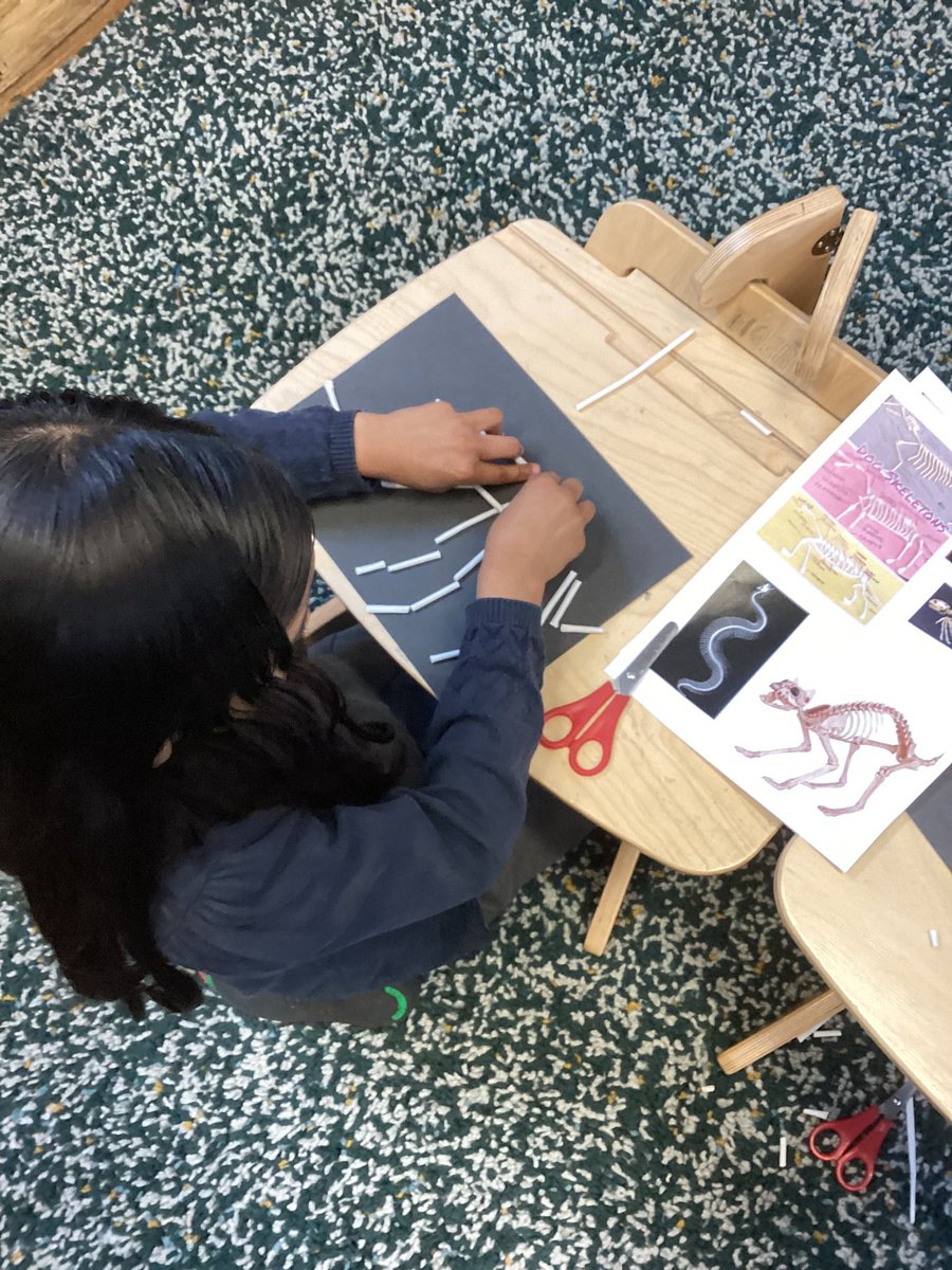 MayflowerSch's tweet image. Creating our own animal skeletons! #Hook #Thethreebrothers #Rousseau #LKS2