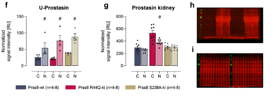 PflugersArchiv's tweet photo. Is prostasin involved in ENaC-mediated sodium retention of experimental nephrotic syndrome? Find out here 👉 @uni_tue #ENaC #Nephron #OpenAccess https://t.co/UuNfL8e6by https://t.co/6oJApOG8kg