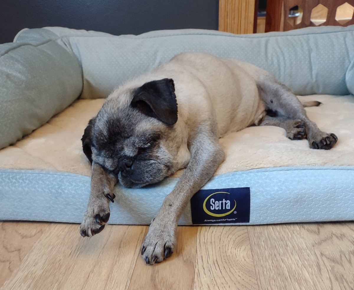 mommasboymushu's tweet photo. DEFINITELY NOT READY FOR MONDAY 😴. How about you? #puglife #pugsoftwitter #pug #DogsofTwittter #sleeping #Dog #MondayMorning #mondaythoughts #NewWeek https://t.co/ZXDyi4juW8