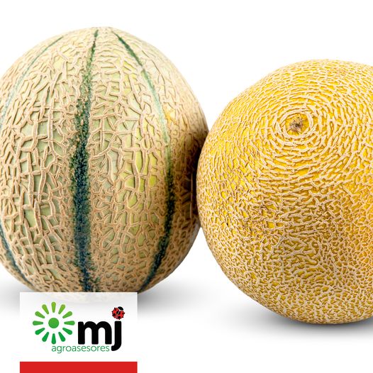 Poli_ElEjido's tweet photo. Patrocinador Oficial del Pvo El Ejido

💙MJ AGROASESORES💙

🍈El melón Galia y el melón Cantaloup son dos clásicos de #MJAgro En su interior, uno es verde y el otro anaranjado. Los dos, sabrosos y saludables ¿Los has probado?🤤

#comunidadMJotera #AgriculturaEcológica #MuchoPoli https://t.co/1IQG9aZhaB