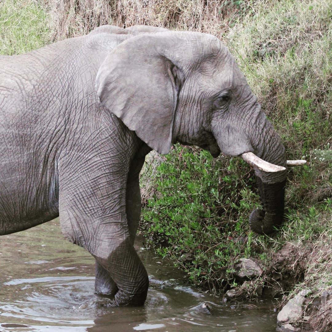 serenahotels's tweet photo. Closing another superb week from #SerenaSweetwaters in @OlPejeta with these images of animals seen on a game drive by one of our guests!
Enjoy๐ค https://t.co/Pmw2x59IXS
