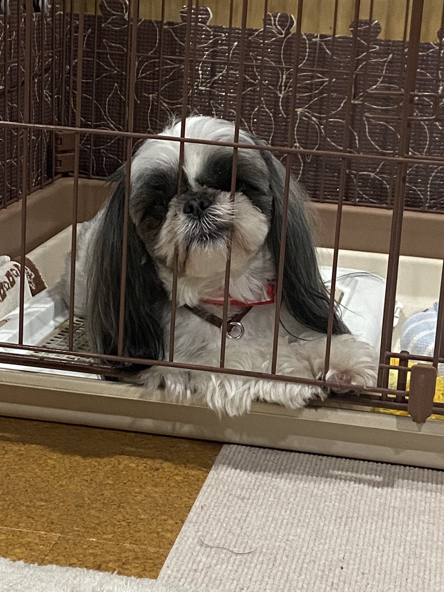 0324Sj's tweet photo. 静かにしてるなーって思ったらこんなことしてるんだもん、笑っちゃう🤣
くい込んでますよー
 #シーズー 
 #うちのこかわいい https://t.co/tWhMcMcx2V